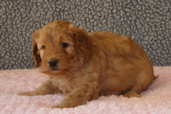 Picture of Australian Labradoodle