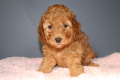 Picture of Australian Labradoodle