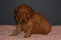 Picture of Australian Labradoodle
