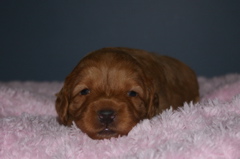 Picture of Australian Labradoodle