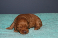 Picture of Australian Labradoodle