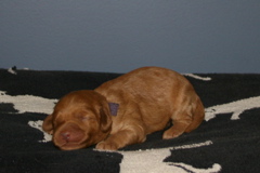 Picture of Australian Labradoodle