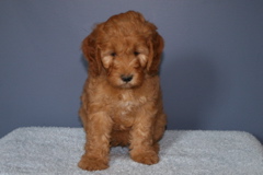 Picture of Australian Labradoodle