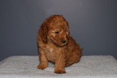 Picture of Australian Labradoodle