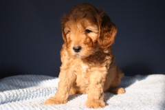Picture of Australian Labradoodle