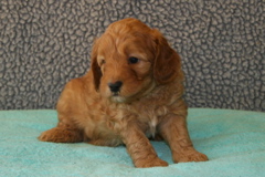 Picture of Australian Labradoodle