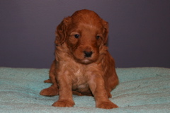 Picture of Australian Labradoodle