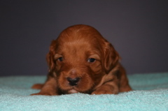 Picture of Australian Labradoodle