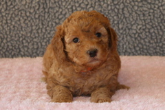 Picture of Australian Labradoodle