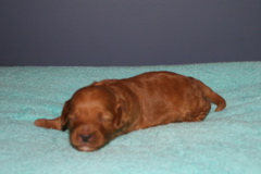 Picture of Australian Labradoodle