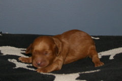 Picture of Australian Labradoodle