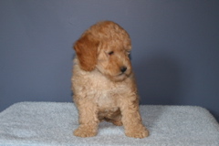Picture of Australian Labradoodle