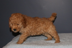 Picture of Australian Labradoodle