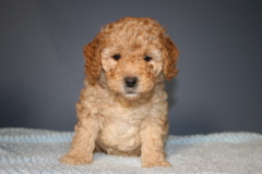 Picture of Australian Labradoodle