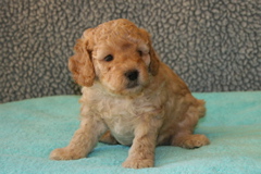 Picture of Australian Labradoodle