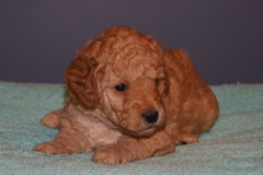 Picture of Australian Labradoodle