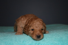 Picture of Australian Labradoodle