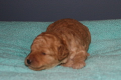 Picture of Australian Labradoodle