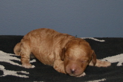 Picture of Australian Labradoodle