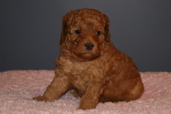 Picture of Australian Labradoodle