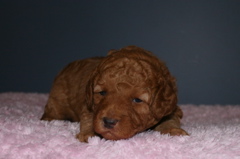 Picture of Australian Labradoodle
