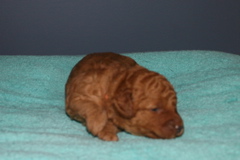 Picture of Australian Labradoodle