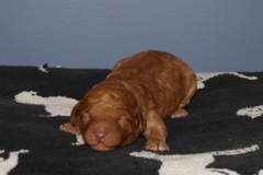 Picture of Australian Labradoodle