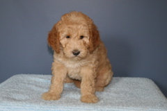 Picture of Australian Labradoodle