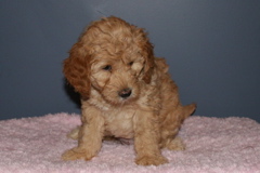 Picture of Australian Labradoodle