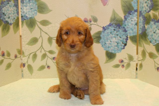 Picture of Australian Labradoodle