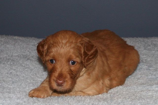 Picture of Australian Labradoodle