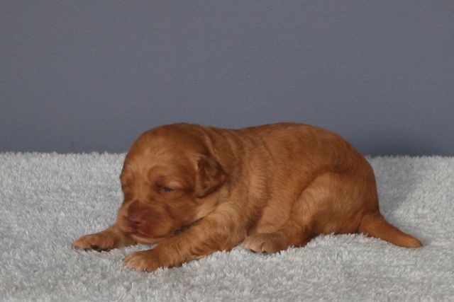 Picture of Australian Labradoodle