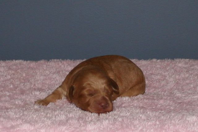 Picture of Australian Labradoodle