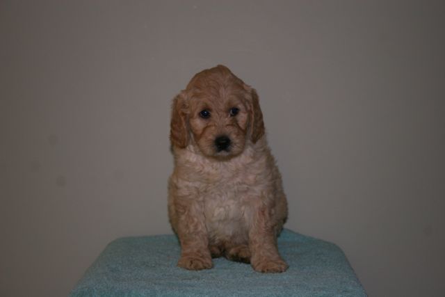 Picture of Australian Labradoodle
