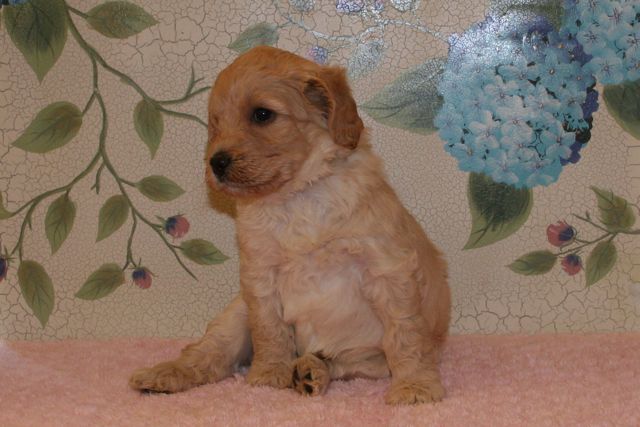Picture of Australian Labradoodle