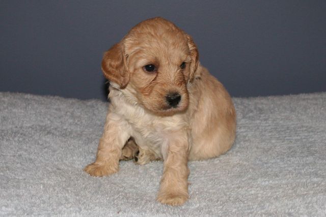 Picture of Australian Labradoodle