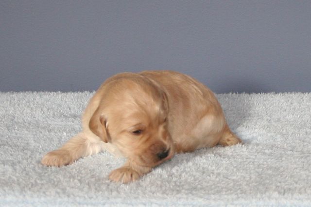 Picture of Australian Labradoodle