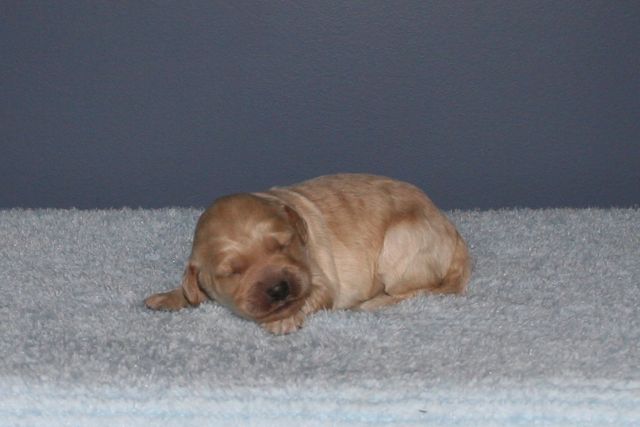 Picture of Australian Labradoodle