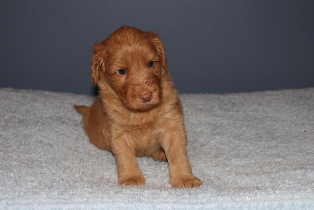Picture of Australian Labradoodle
