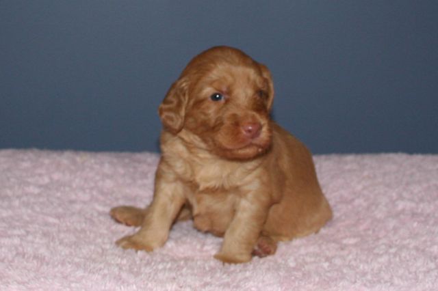 Picture of Australian Labradoodle
