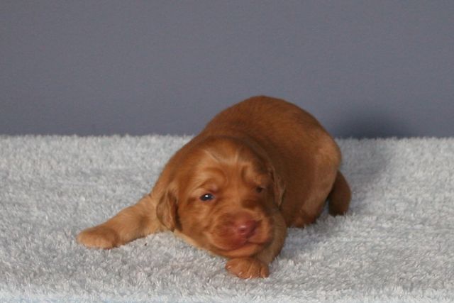 Picture of Australian Labradoodle