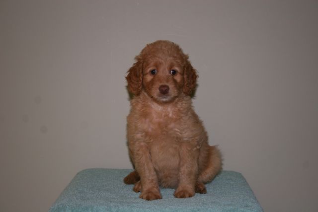 Picture of Australian Labradoodle