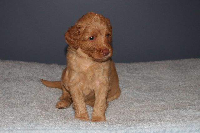 Picture of Australian Labradoodle