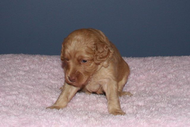Picture of Australian Labradoodle