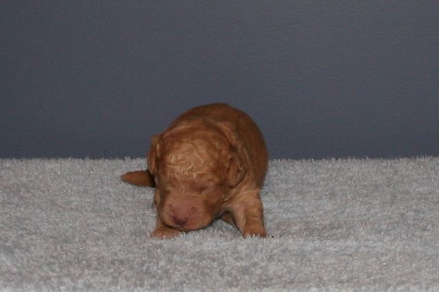 Picture of Australian Labradoodle