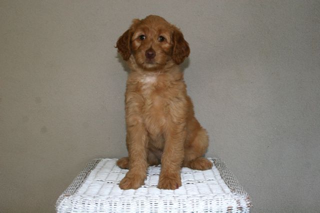 Picture of Australian Labradoodle