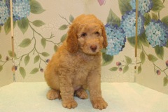 Picture of Australian Labradoodle