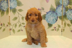 Picture of Australian Labradoodle