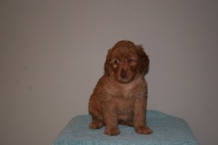 Picture of Australian Labradoodle