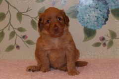 Picture of Australian Labradoodle